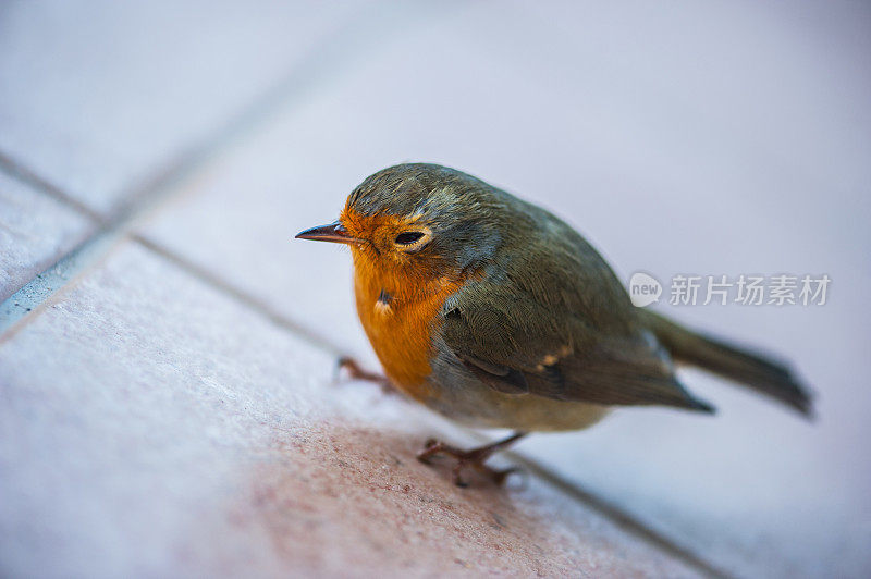 好奇的红知更鸟(Erithacus Rubecula)在房子庭院